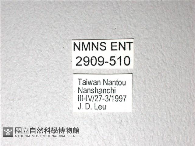 斑鳳蝶藏品圖，第3張