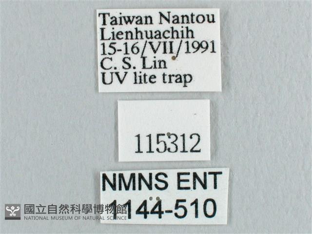 枯葉紋鉤蛾藏品圖，第3張