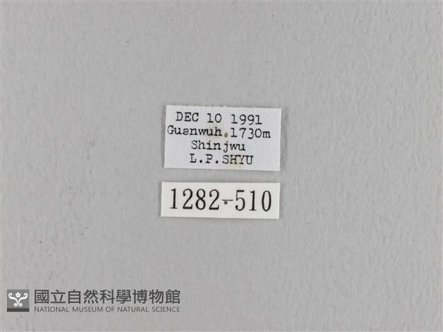 波紋枯葉蛾藏品圖，第3張