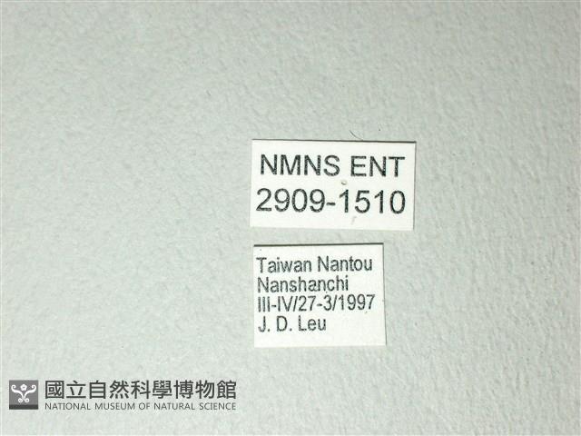 黃星斑鳳蝶藏品圖，第3張