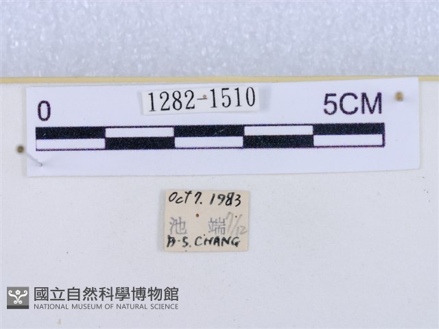 閃光苔蛾藏品圖，第3張