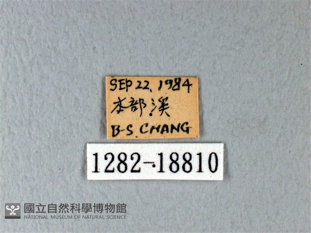 異粉蝶、雌白黃蝶藏品圖，第3張