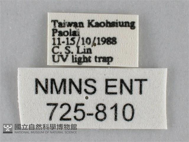 斜紋夜盜蛾藏品圖，第3張