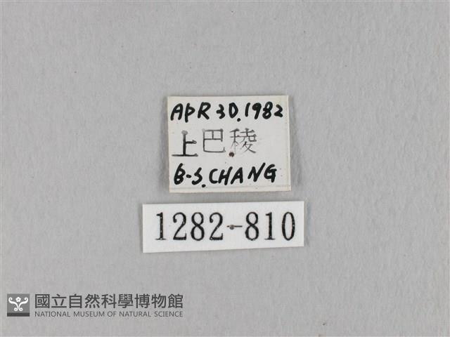 棕斜帶枯葉蛾藏品圖，第3張