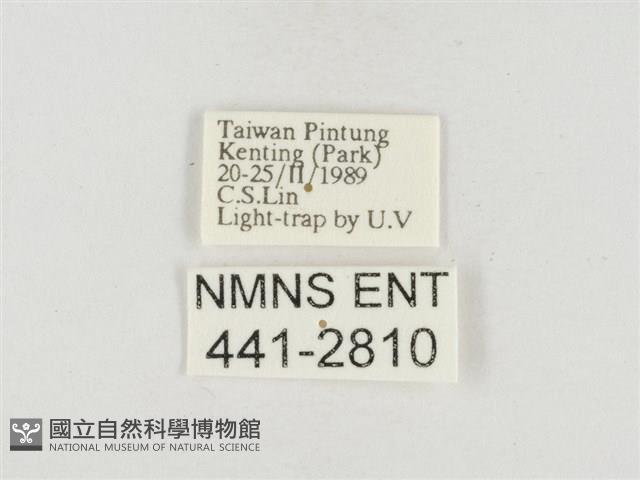 小白紋毒蛾藏品圖，第3張