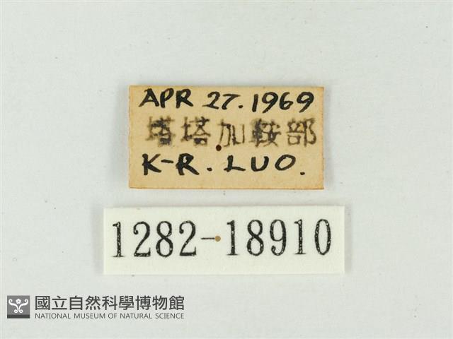 白點褐蜆蝶藏品圖，第3張