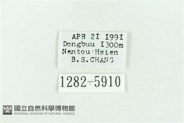 粉紅帶散紋夜蛾藏品圖，第3張