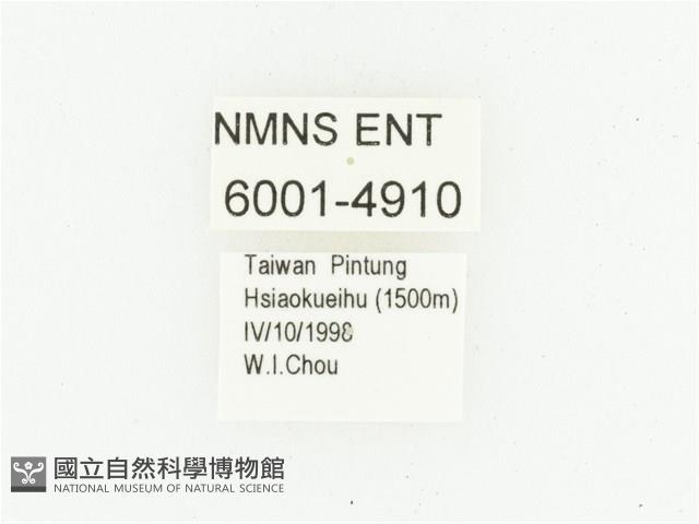 艷邊花金龜藏品圖，第2張