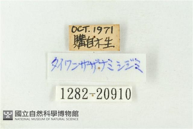 漣紋青灰蝶藏品圖，第3張