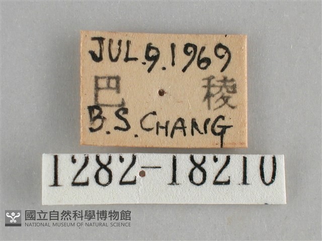 金鎧蛺蝶藏品圖，第3張
