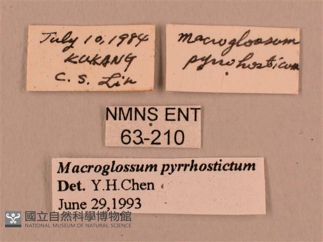 黃斑長喙天蛾藏品圖，第3張