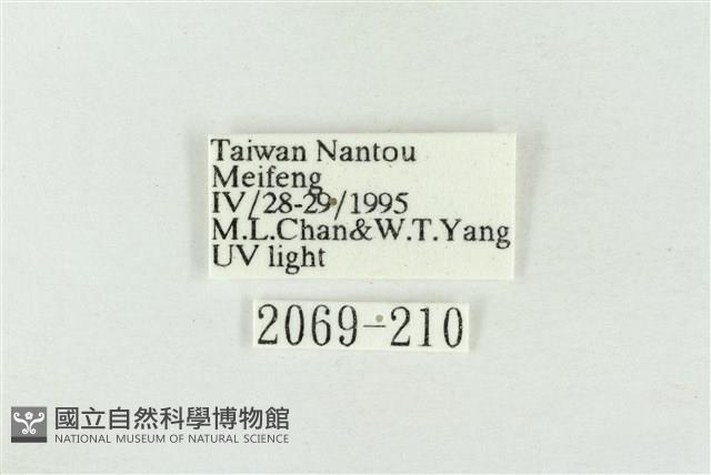 圍異波紋蛾藏品圖，第3張