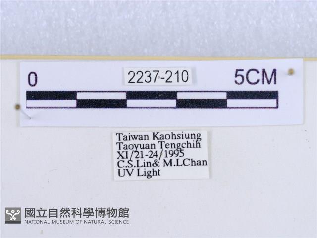 閃光苔蛾藏品圖，第3張