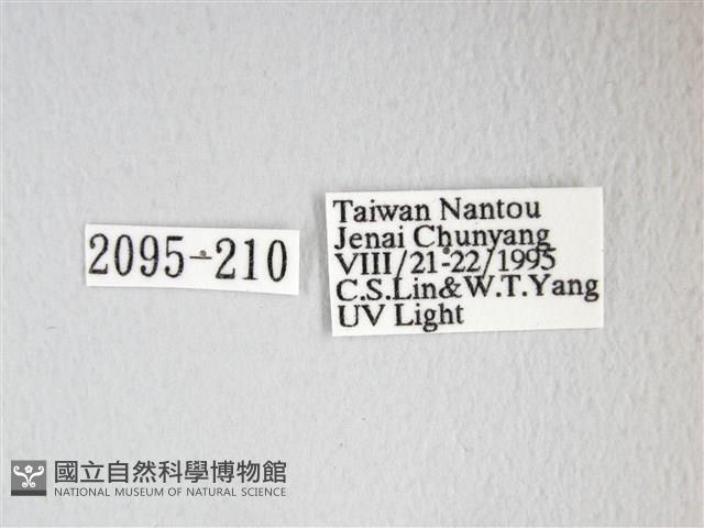 圓翅大鉤蛾藏品圖，第3張