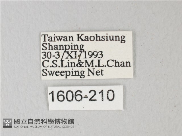 帶錨紋蛾藏品圖，第3張
