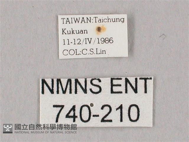 白點天蛾 藏品圖，第3張