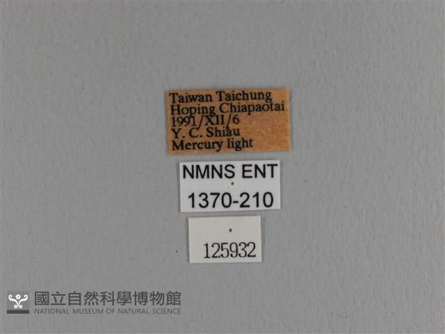 波紋枯葉蛾藏品圖，第3張