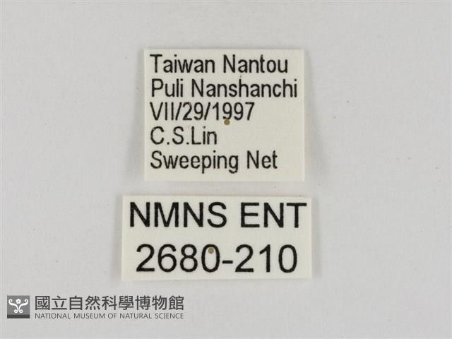 淡褐脈粉蝶藏品圖，第3張