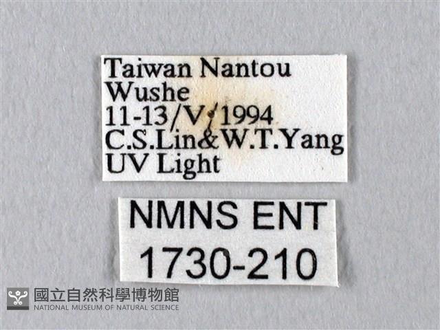 臺灣長尾水青蛾藏品圖，第3張