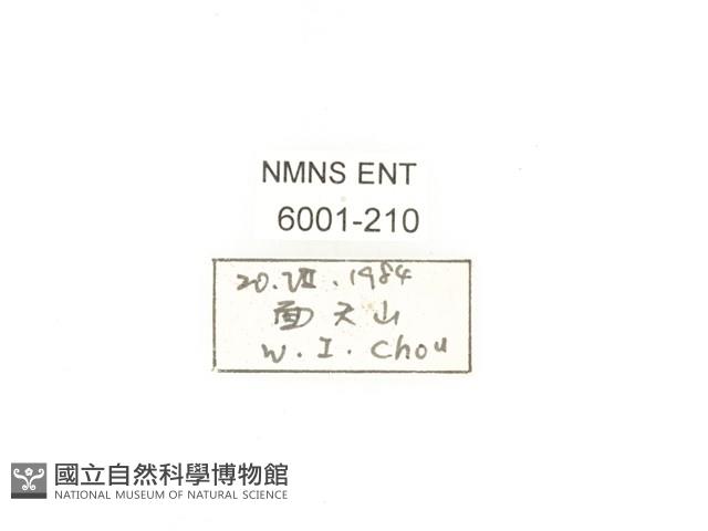 毛翅騷金龜藏品圖，第2張