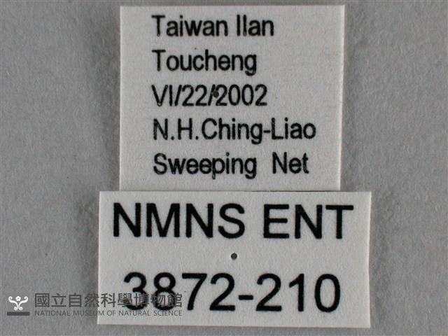 波灰蝶藏品圖，第3張