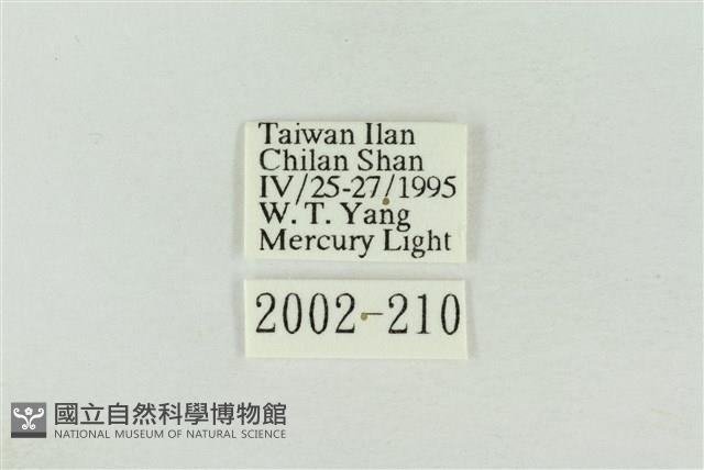 棍棒污燈蛾藏品圖，第3張