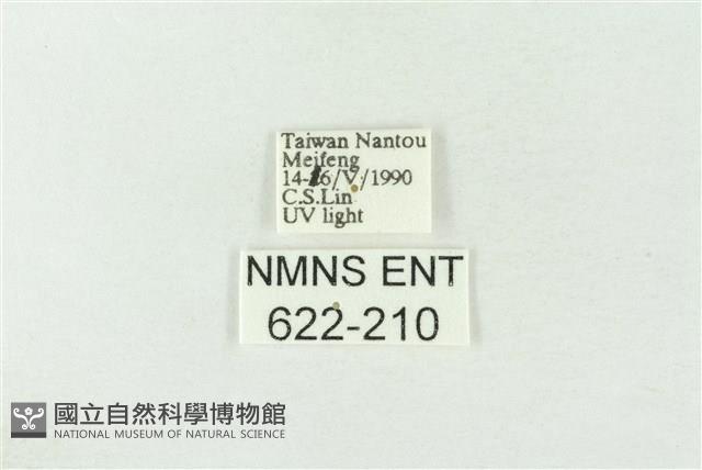 棍棒污燈蛾藏品圖，第3張