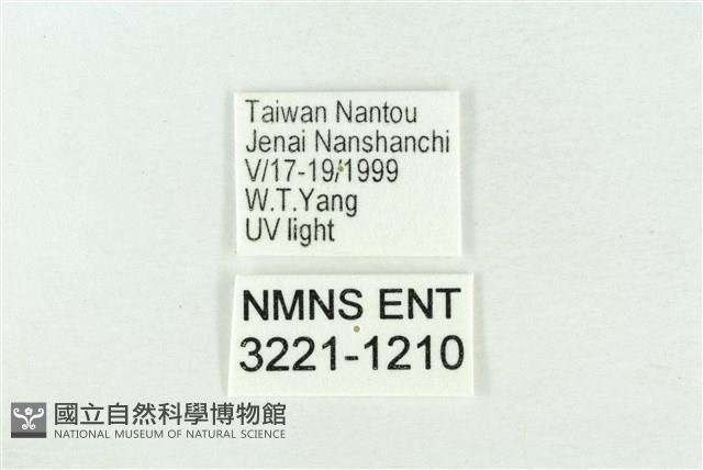 臺灣銀斑異波紋蛾藏品圖，第3張