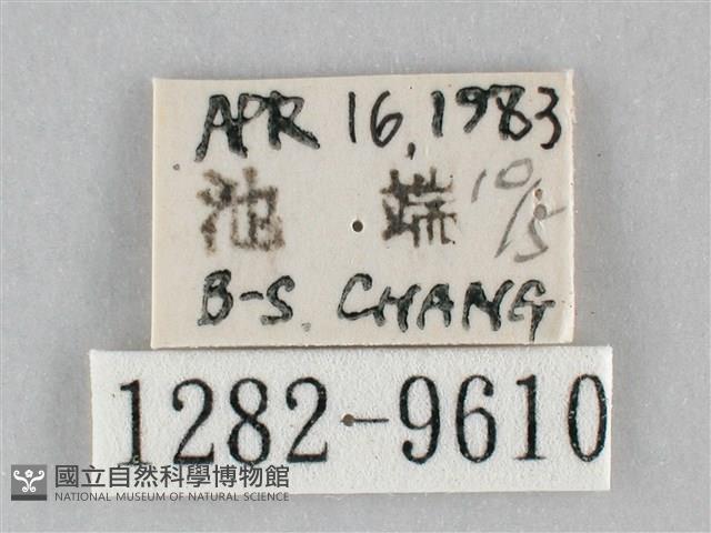 澄線尺蛾藏品圖，第3張