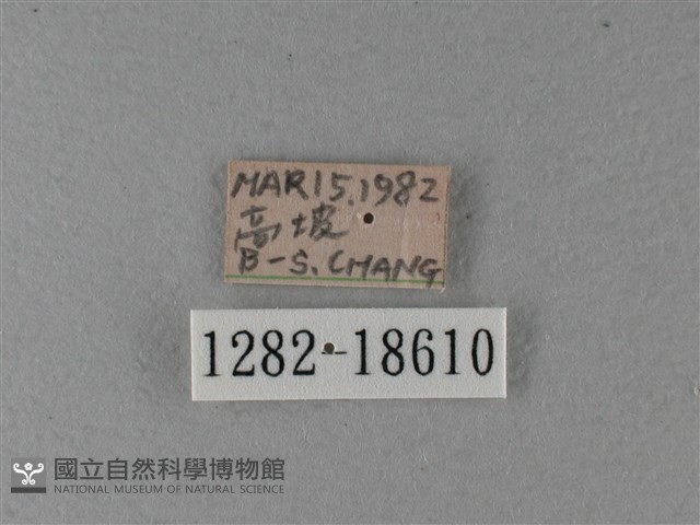 大絹斑蝶藏品圖，第3張
