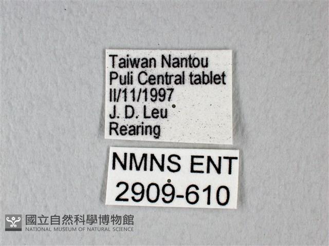 緣點白粉蝶藏品圖，第3張