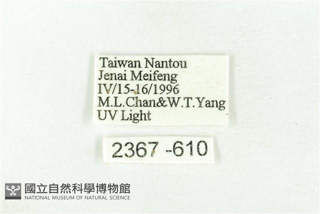 樹形尺蛾藏品圖，第3張