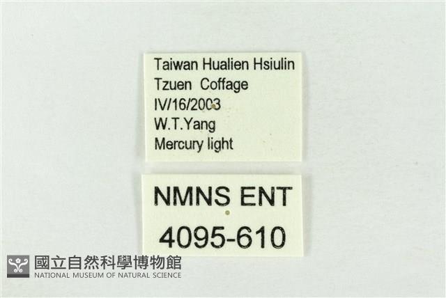 連珠波紋蛾藏品圖，第3張