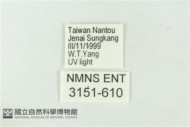 連珠波紋蛾藏品圖，第3張