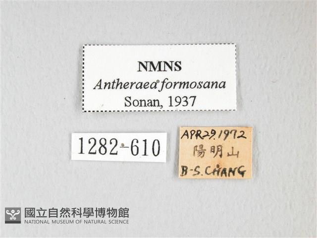 紅目天蠶蛾藏品圖，第3張