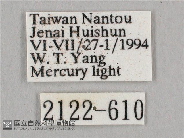 直翅六點天蛾藏品圖，第3張