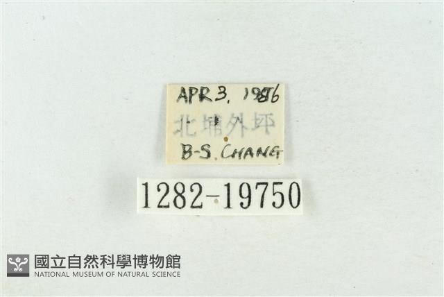 臺洒波紋蛾藏品圖，第3張