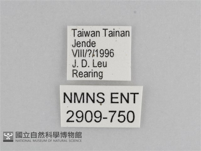 樺斑蝶藏品圖，第3張