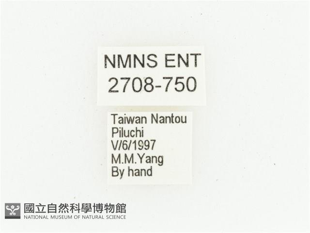 橫紋青銅金龜藏品圖，第2張