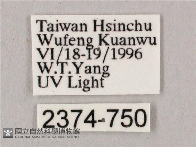 桃紅六點天蛾藏品圖，第3張