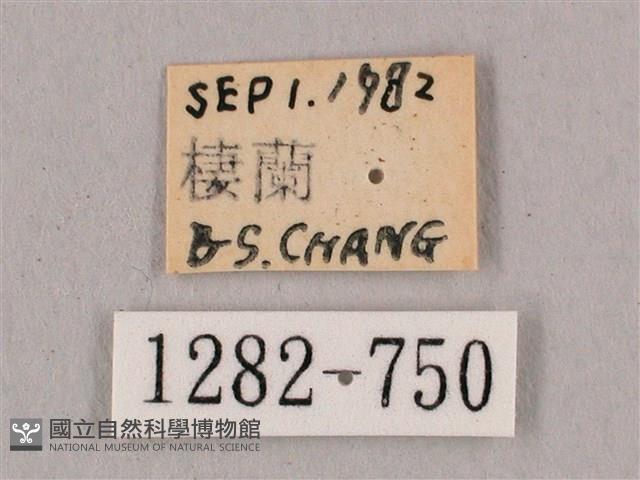 直翅六點天蛾藏品圖，第3張