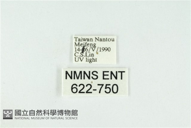 寬紋黃毒蛾藏品圖，第3張