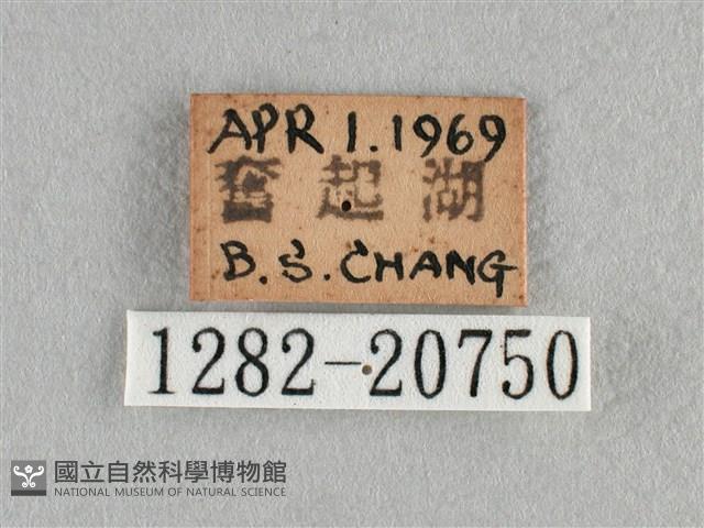 紫日灰蝶藏品圖，第3張