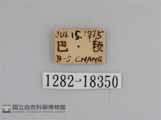 豔粉蝶藏品圖，第3張