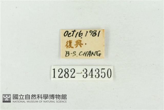 大斑波紋蛾藏品圖，第3張