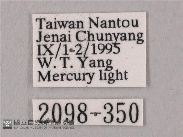 黑角六點天蛾藏品圖，第3張