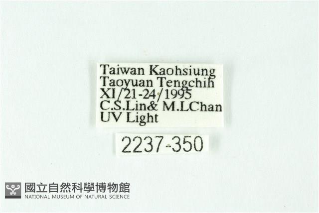 三條橙燈蛾藏品圖，第3張