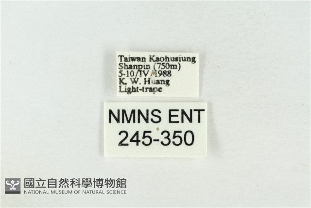 藕太波紋蛾藏品圖，第3張