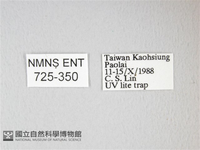 紅目天蠶蛾藏品圖，第3張