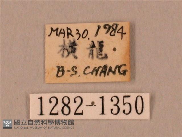 裂斑鷹翅天蛾藏品圖，第3張